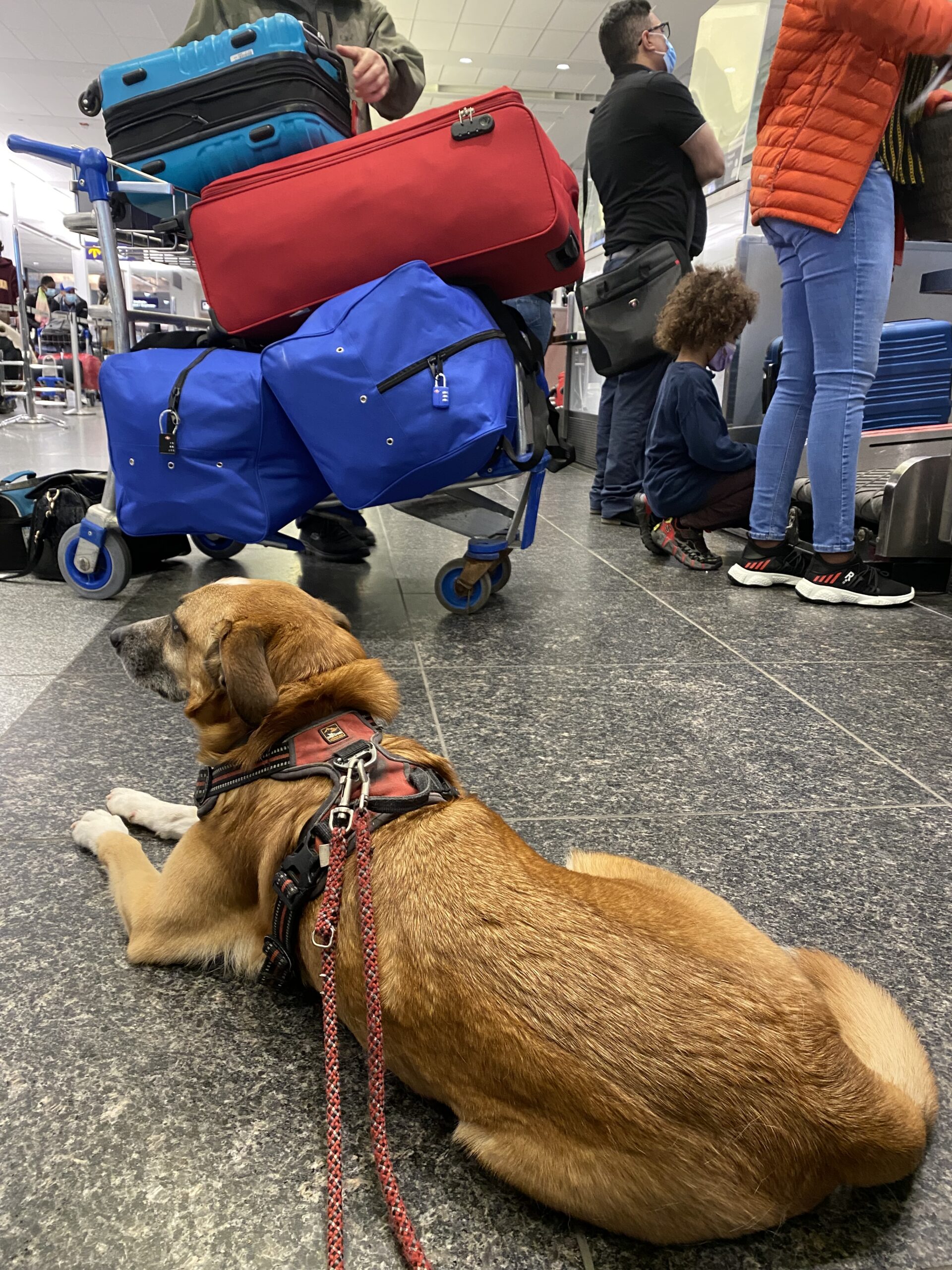 Hund am Flughafen mit Gepäcktrolleys