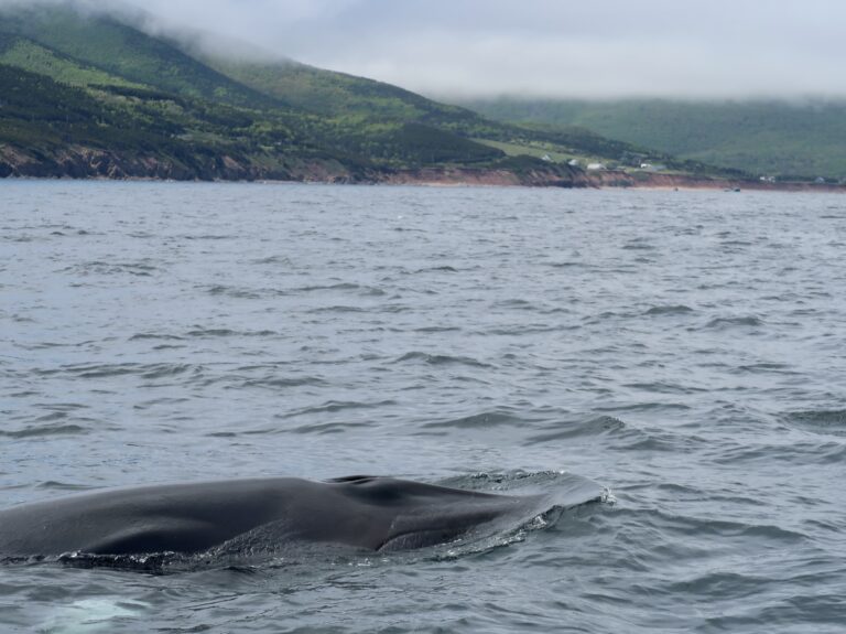 whale watching Cape Breton
