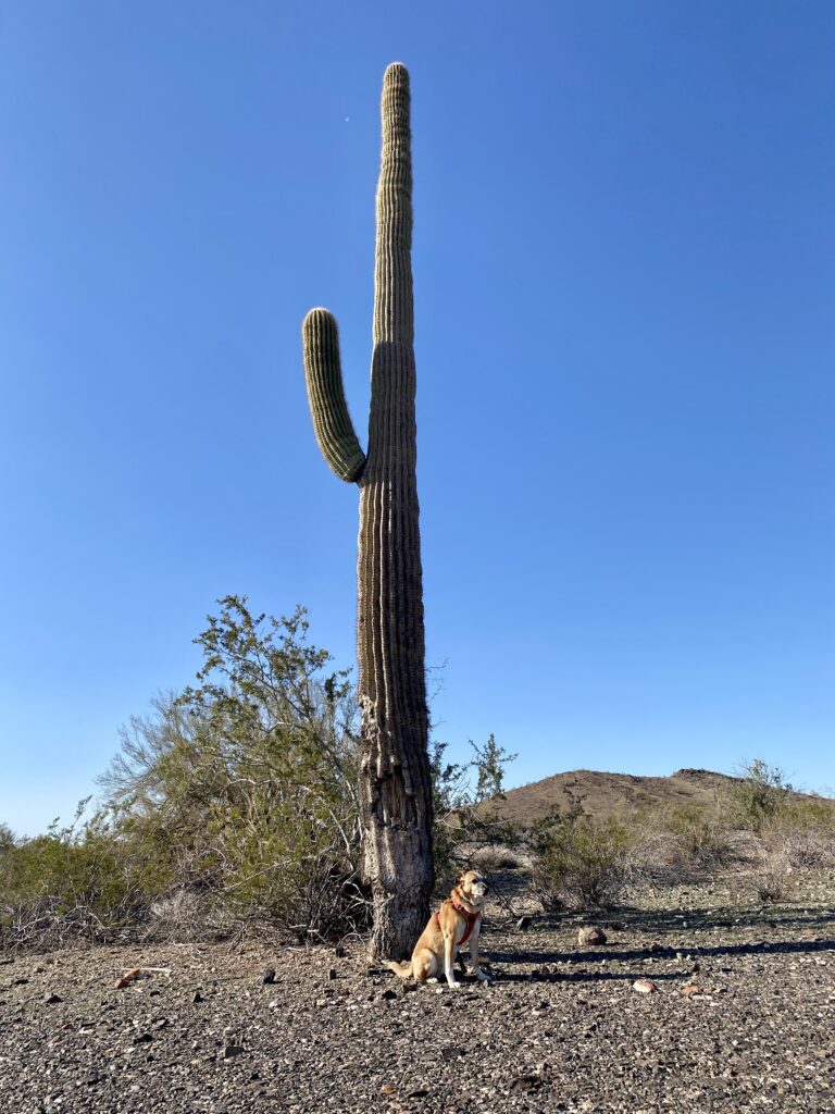 Der kleine Hund und der große Kaktus